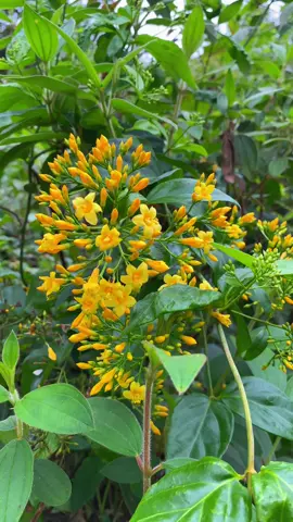 Hoa Đẹp nhưng thân e toàn độc#xuhuongtiktok2025 