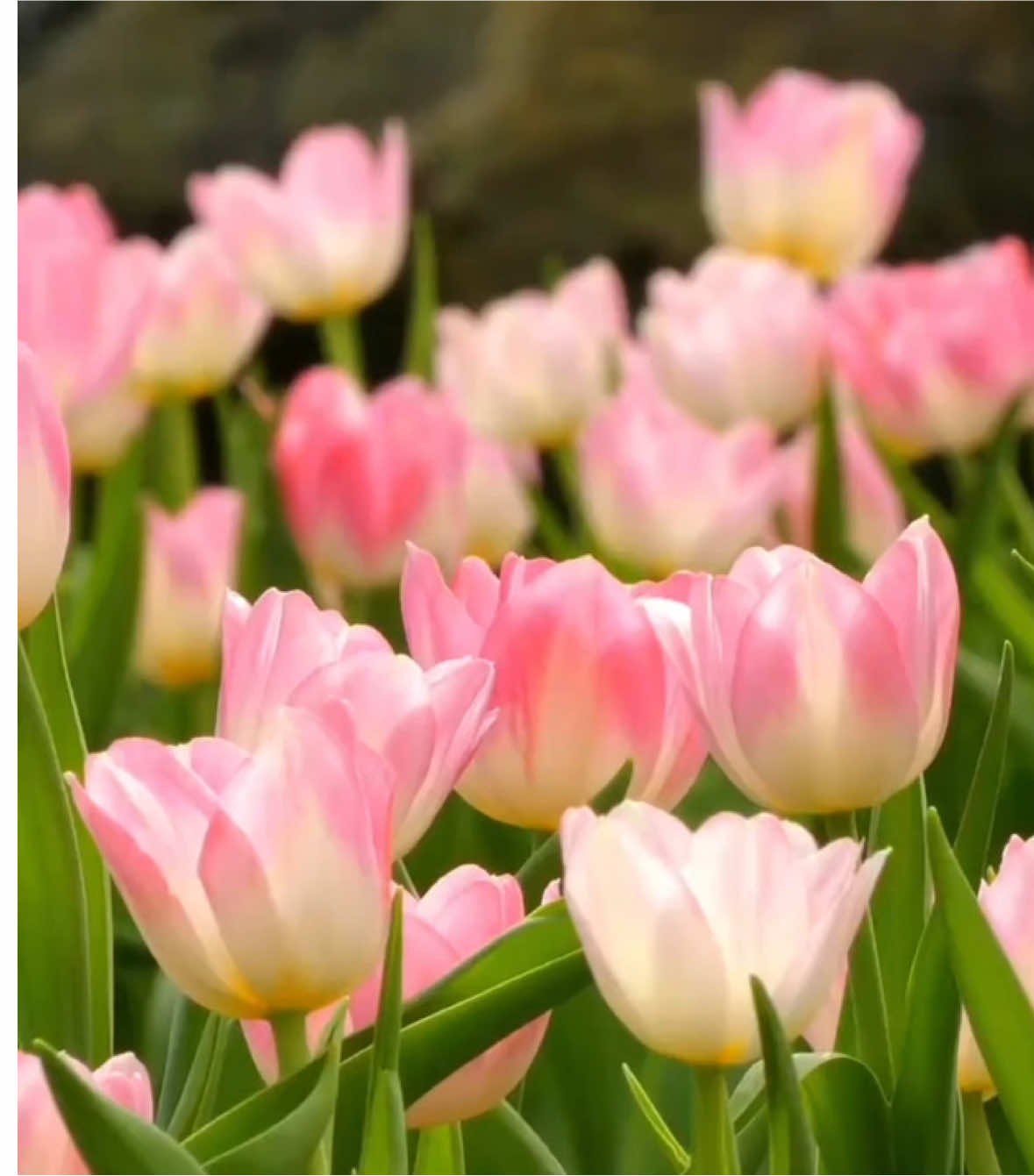 🌷 “Thanh xuân như tulip – rực rỡ nhưng dịu dàng.”#xuhuong #flowers #fyp 