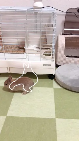 ぴったりこるく🧩(Outline trend)  何年か前に流行ったやつ🐾いっぱい動画とってシリーズ増やしたい☺︎ #うさぎのいる生活 #ネザーランドドワーフ #赤ちゃんうさぎ #うさぎ #rabbit 