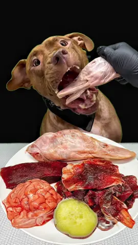 アヒルの頭を上手に食べるピットブル#pitbull #dogasmr #mukbang #咀嚼音 #ピットブル  @BounceThePitbullﾊﾞｳﾝｽﾁｬﾝﾈﾙ🇯🇵 