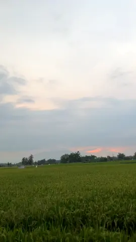 see youu di konsepp selanjutnyaa🫰🏻 #fyp #4stgank🚀 #vega130cc  #masukberandafyp #xyzbca 