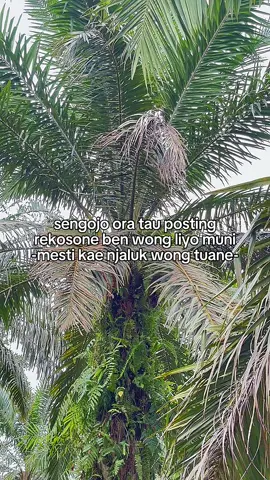 Tulang tulong #petanimuda #sawit #pejuangrupiah #fyp#foryou 