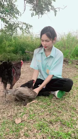 วิธีผสมพันธุ์ไก่ ซุ้ม ส.วีระเดช #breed #breeder #breeds #breeding 