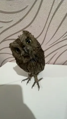 рряльна, за сигной переходите в профиль#рекомендации #врекомендации #сова #вреки #реки 