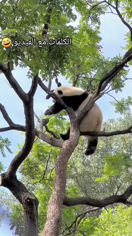 #المغرب🇲🇦تونس🇹🇳الجزائر🇩🇿 #اكسبلورexplore #الشعب_الصيني_ماله_حل😂😂 #اكسبلور #اللهم_صلي_على_نبينا_محمد 