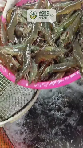 Você sabia que dá pra criar camarão em casa e vender por um valor altíssimo? 🦐💰 No Projeto Camarão você recebe: ✅ Videoaulas completas passo a passo ✅ Suporte direto com nossos especialistas ✅ Tabela de ração por fases ✅ Lista de materiais barata ✅ Manejo diário explicado ✅ Estratégia para vender com lucro Quer começar do zero mesmo sem experiência? 👇 Clique no link do nosso perfil e fale com a gente.