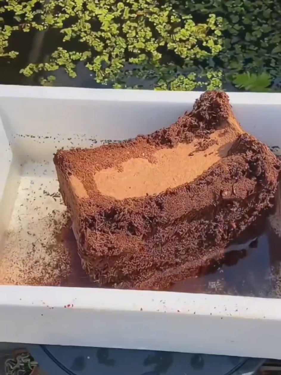 Imported Natural Coco Peat Block Brick Basic Farm House, ordery #newaffiliatemarketers  #highlights @free followers 99+