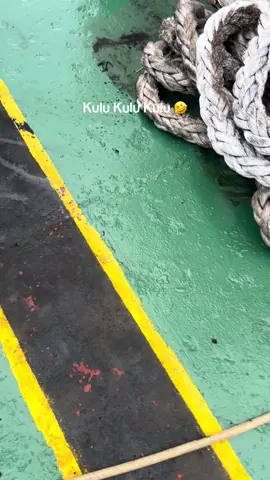 #CapCut #kuluKulukuli🤣 musimBrtAkanTiba💪⚓️#kulikpal⚓ 