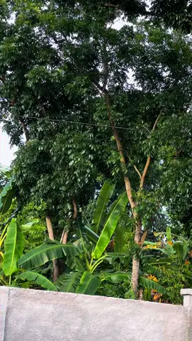 Lagi gacor ketua ❤️❤️‍🔥🔥#varioadelia #click110 #vartech110_id #variomodifikasi #fyp 