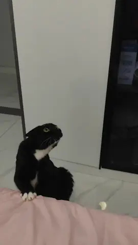 Thứ sinh vật kỳ quái gì đây🤣#cute #trendingtiktok #mèo #trending 