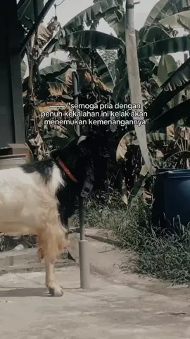 bakal onok wayahe⚘️#story#kambingetawa#post#fyp#peternakkecil 