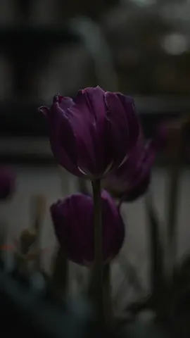 أوفى الناس من يسأل عنك عندما لا يراك وليس عندما يحتاجك٠٠٠٠!! 