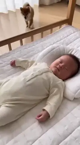 起こすなよー？あれ？寝たぁぁぁ！笑  #赤ちゃんのいる生活 #子犬のいる生活 #犬と赤ちゃん #平和な日常 #愛犬家と繋がりたい 