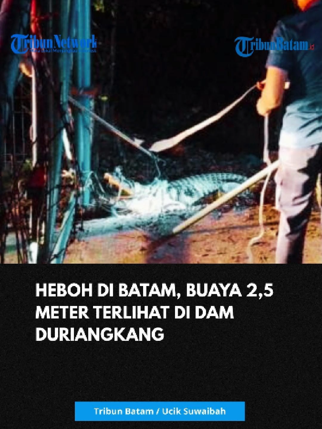 Kemunculan buaya di Bagan Dam Duriangkang arah Punggur, Kecamatan Sei Beduk, sempat membuat panik warga Batam, pada Selasa (4/11/2025) malam. Dalam video yang beredar, buaya berukuran lebih kurang 2,5 meter itu tampak berada di tepi jalan, tepat di samping pagar pembatas. Sejumlah warga Batam yang melintas berhenti dan merekam kejadian tersebut. Kepala Seksi Konservasi Wilayah II BKSDA, Tommy Steven Sinambela, mengatakan buaya itu sudah dievakuasi ke Pulau Bulan, tempat penangkaran buaya, setelah diamankan petugas Damkar (Pemadam Kebakaran). 