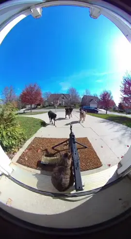 cat try to handle dogs 😂😂😂 so funny #kittenoftiktok #kitten #catoftiktok #cat 