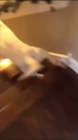 Every dog goes down the stairs in a different way😂#fyp #funny #foryou#dog #cutepet 