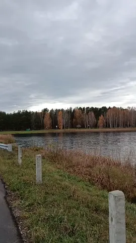 Озеро Ольница в Глусском районе. Съездили, посмотрели, полюбовались осенней природой. #глуск #глусскийрайон #озеро #рыбалка #отдыхуводы 