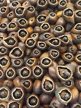 #zombie “Ternyata salak kalau kelamaan disimpen bukan busuk… tapi menetas jadi zombie 🤣”