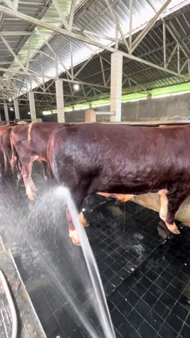 gembala naga🐉🐲🤒#peternaksapiindonesia #peternakmuda #sapijumbo #foryoupage #kediri24jam 