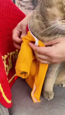 Ben maça hazırm ya siz ?     💛♥️ Skor tahminlerinizi de yoruma eklemeyi unutmayın 💛♥️ #galatasaray  #ultras  #osimhen #championsleague 