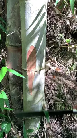 #barangsuper #layanganaceh #benermeriah #fyp #💥 