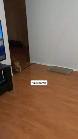 Cat parkour #funny #cat #funnycat #cutecat #tiktok #catsoftiktok #foryou 