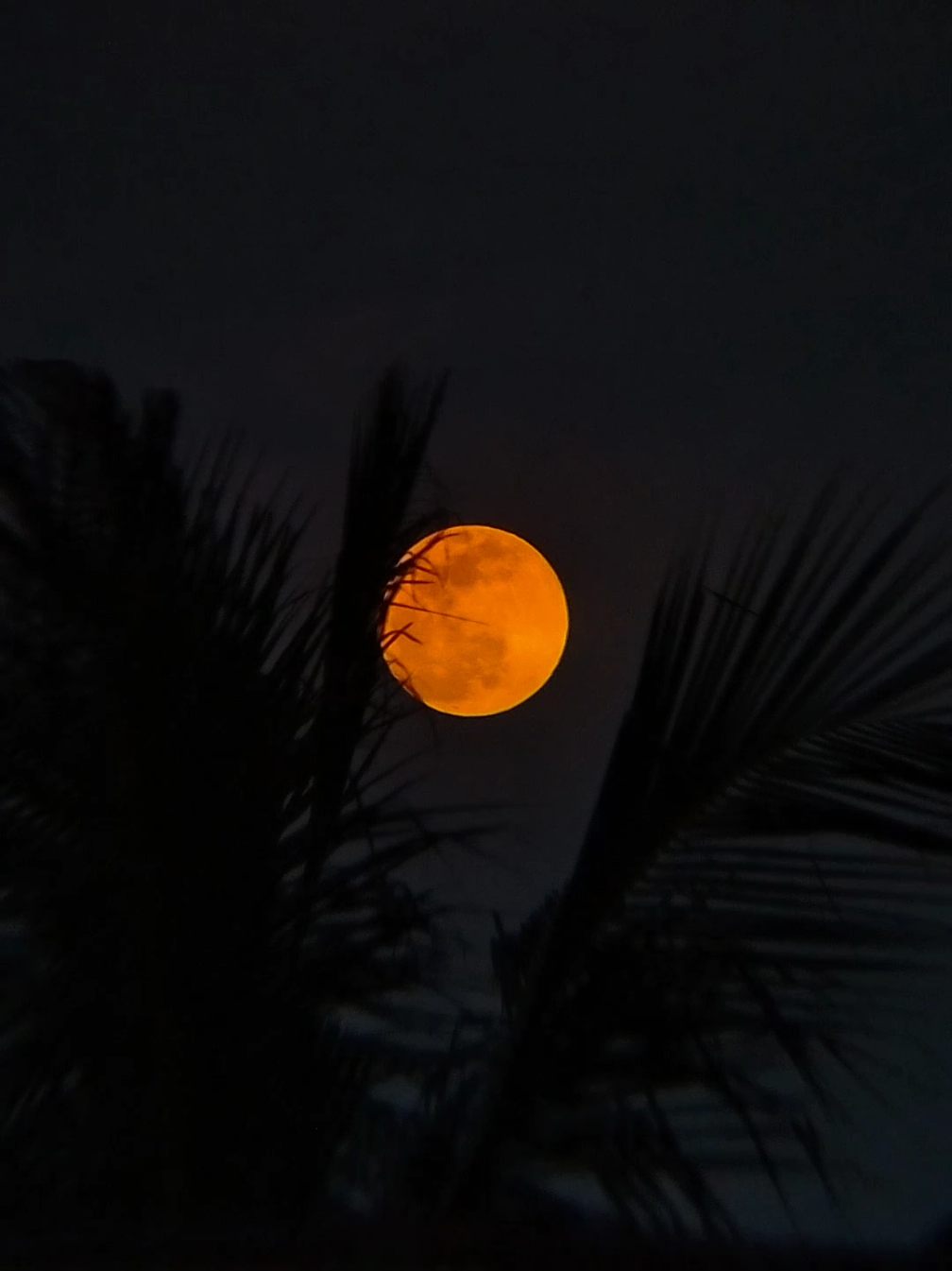 Super Beaver Moon | 5 November 2025. 🌕🔭 Cantik banget 🫶✨ #astrophile #supermoon #moonknight #fypシ #foryourpage 