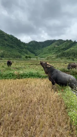 hơi nhỏ bé nhẹ cân #trauchoi 