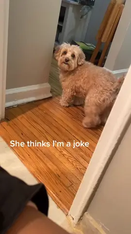 A dog with attitude.#dog#funnypets#dogsofttiktok #foryou #longervideos