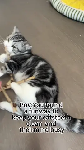 Engaging and natural silvervine sticks for cats-A hit with my fosters!#silvervine #chewtoys #cattoys #catteeth #cathealth 