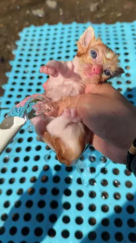 Pertama kali anak kucing ini mandi #kitten #cat #catlovers 