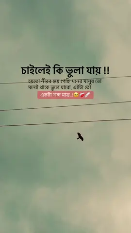 চাইলেই কি ভুলা যায় !! হয়তো নীরব হয়ে গেছি' মনের মানুষ তো মনেই থাকে ভুলে যাবো এইটা তো একটা শব্দ মাত্র..!🥺❤️‍🩹🩹 . #foryou #foryoupage #unfrezzmyaccount #tiktok #vairal_video 