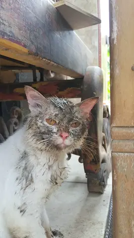 gelud teross 😭 #kucing #kucingmasukgot #kucinglucu 