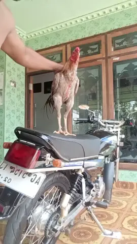 cah Lanang kudu wani Nyang palagan. absen pitik e bolo #fypシ #palagan #pitik #fypシ゚viral 