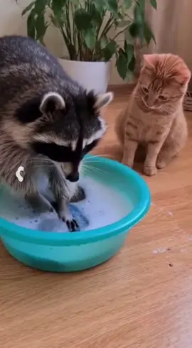 #viral_video #viraltiktok #енот #котики #veo3 