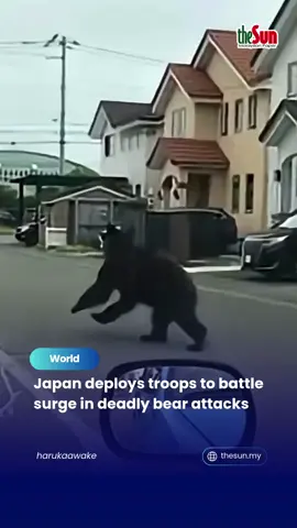 5 Nov 2025: A wave of bear attacks has gripped northern Japan, prompting the government to call in the military. With over 100 attacks and 12 deaths since April, troops are now helping local authorities trap the animals as bear encounters soar to record highs. #theSun #theSunMY #JapanNews #BearAttacks #Japan