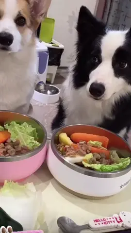 邊牧：還要等多久🙄 #哈吉米 #边牧 #搬運小紅書 #狗狗 