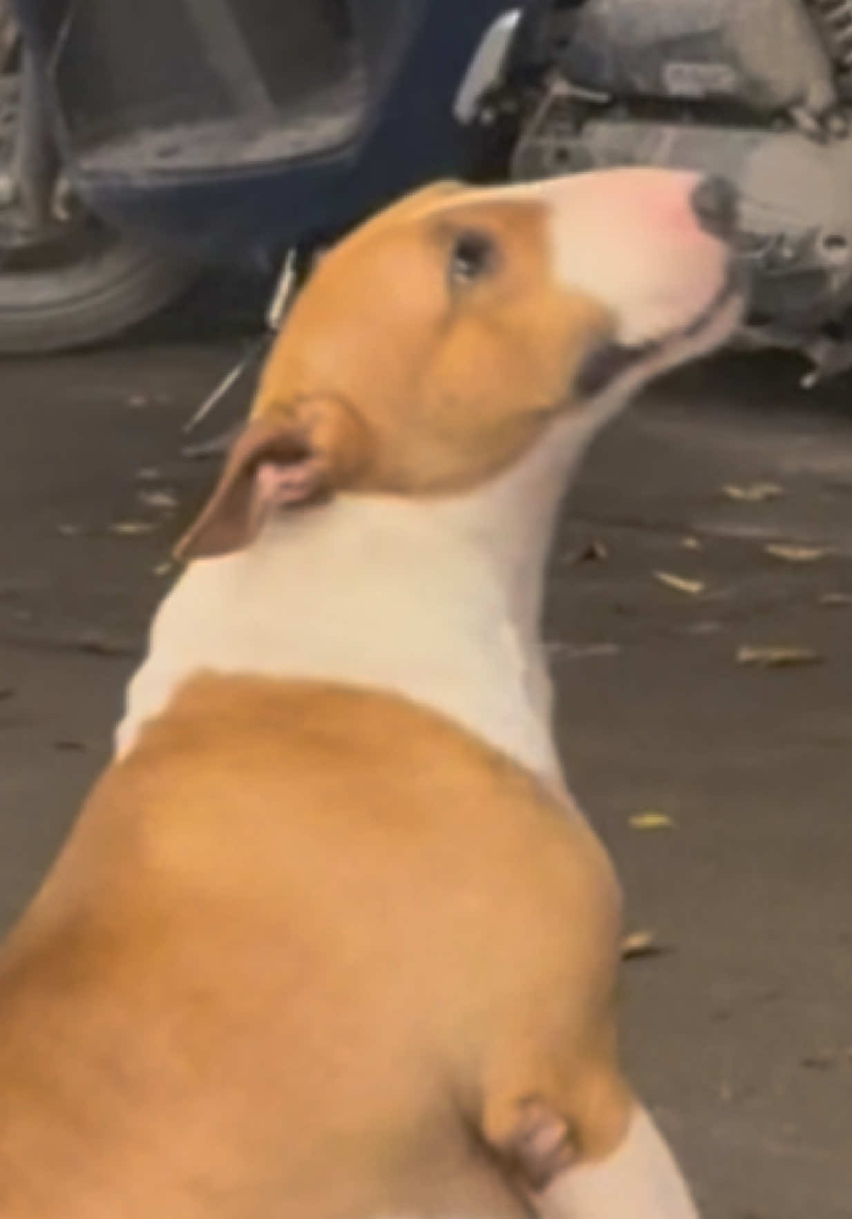 Nghe đồn giờ ẻm đã nổi tiếng khắp các nền tảng, người ta còn gọi ẻm là Mr.Gold :))  nhưng quá khứ 