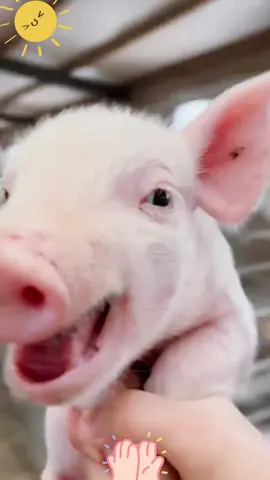 Oink Oink🐽🐽😂#pig #oinkoink #pigsoftiktok #cuteanimals #fyp