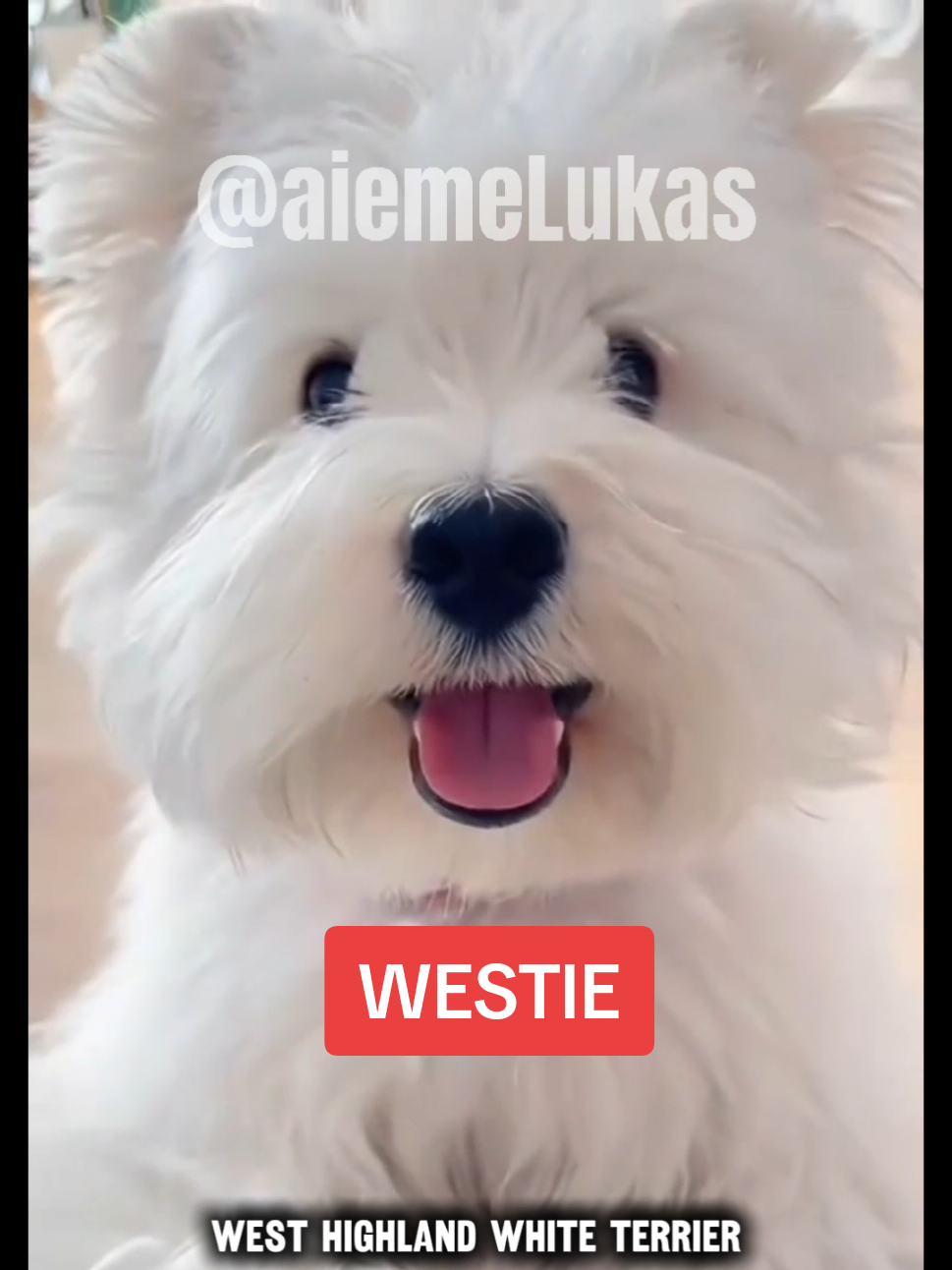 WEST HIGHLAND WHITE TERRIER  #westie #west #westhighlandwhiteterrier #pet #cachorro  @AI-EME LUKAS 