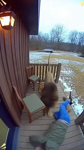 Cats protect the owner.#cat #catlover #Love #protect #foryou 