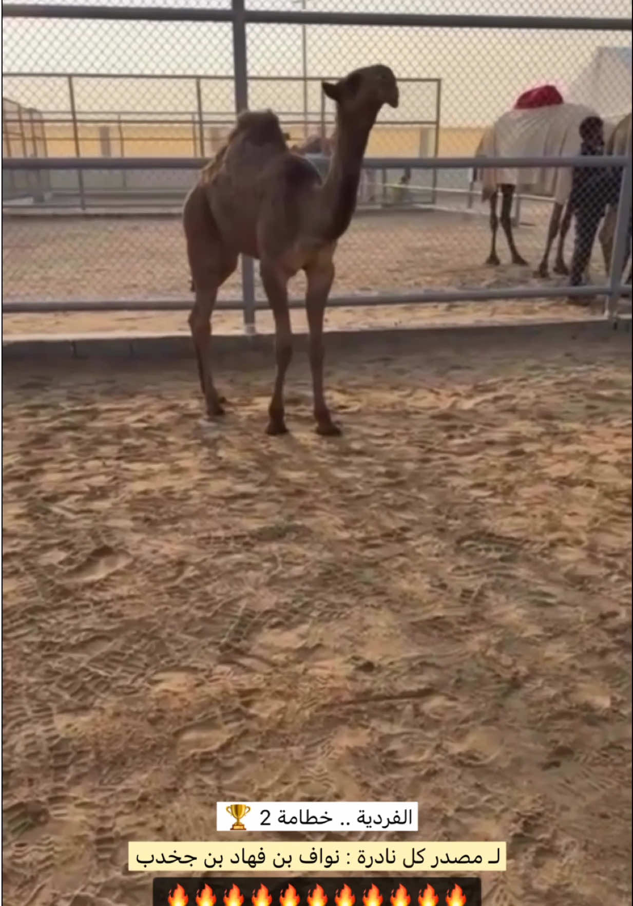 الحظور المعتاد والفارق 🥇☝🏼.. - - #مخلفات_الهقاوي #نواف_بن_جخدب #الشعل #ابن_جخدب #اكسبلور 