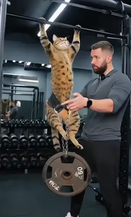 Кот подтягивается   #cat #gym #sora #ai #backday 