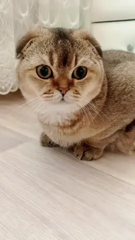 #🐈 #cat #fupシ #catsoftiktok #britishcat 