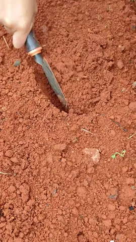 #nongsan #nhavuonthuthu 