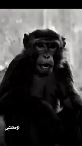 #تصميم_فيديوهات🎶🎤🎬 #tylerthecreator 