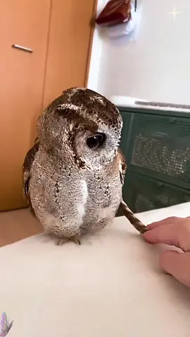 Fierce owl🥰#tiktok #fyp #animals #cute #bird  