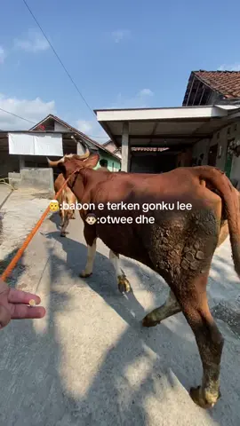 Kata-kata seng paling disenengi bakul sapi  #fyp #fypシ #peternaksapiindonesia #storypeternaksapi 