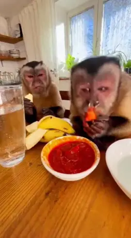 #FunnyMonkey #MonkeyPrank #funnyshorts #viralreels  #AnimalComedy 