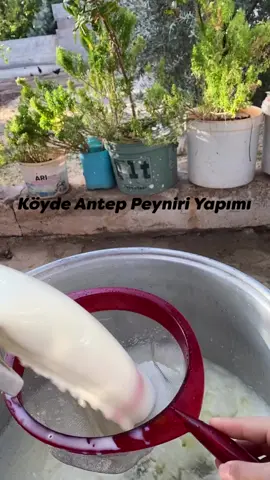 peynirin yapılışı